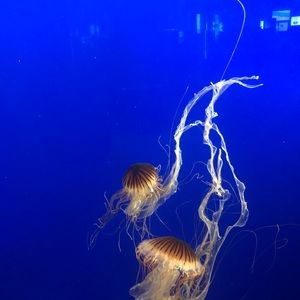 Meet your Posher, Brittney